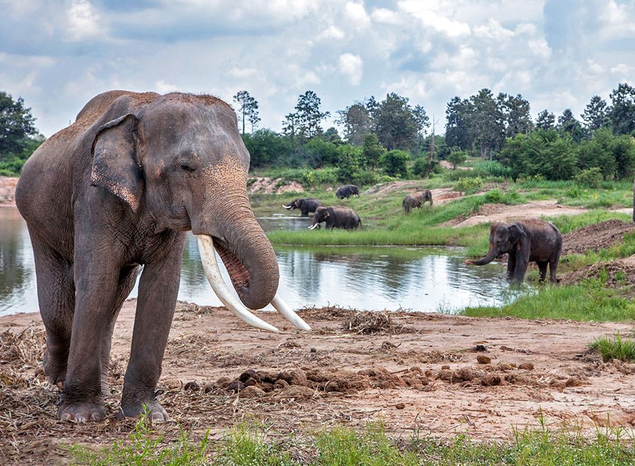 elephant sanctuary thailand
