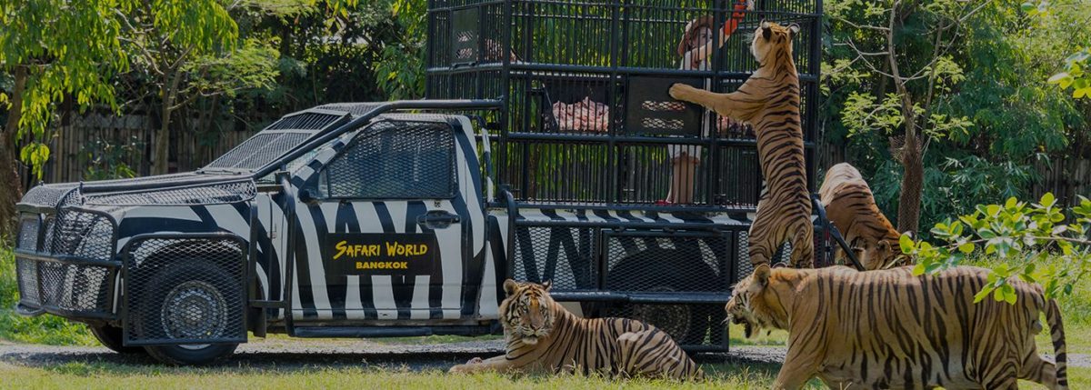 marine safari bangkok